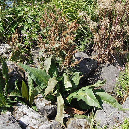 Rumex hydrolapathum \ Flu-Ampfer, Teich-Ampfer / Great Water Dock, NL Reimerswaal 8.8.2015