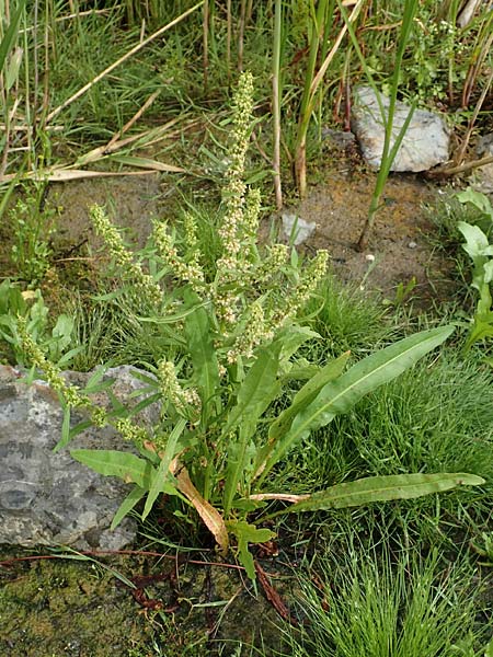 Rumex maritimus \ Ufer-Ampfer / Golden Dock, NL St. Philipsland 14.8.2015