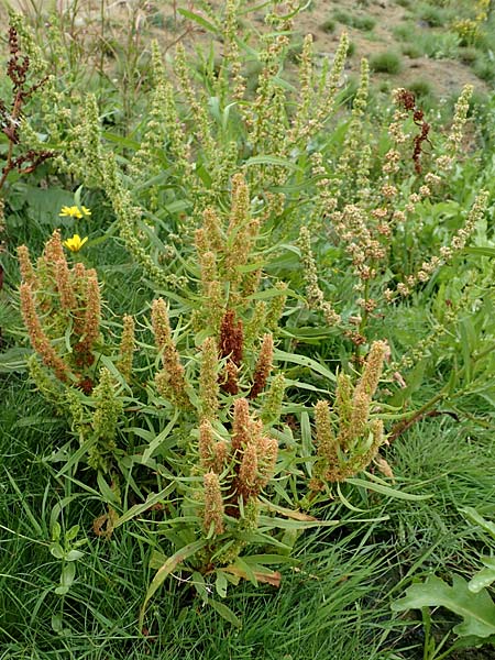 Rumex maritimus \ Ufer-Ampfer / Golden Dock, NL St. Philipsland 14.8.2015