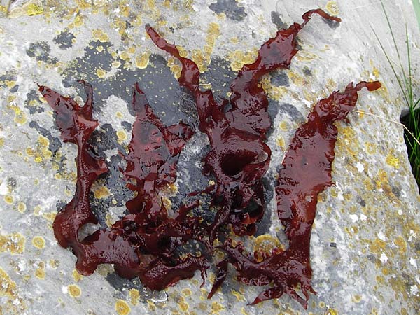 Palmaria palmata \ Lappen-Tang / Dulse, Dillisk, NL Veere 14.8.2015