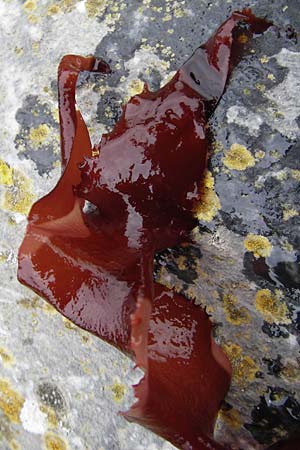 Palmaria palmata \ Lappen-Tang / Dulse, Dillisk, NL Veere 14.8.2015