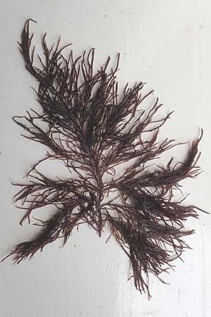 Ceramium spec1 ? \ Horntang / Weed, NL Nieuw-Haamstede 10.8.2015