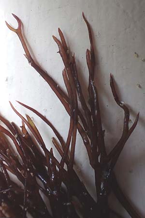Ceramium spec1 ? \ Horntang / Weed, NL Nieuw-Haamstede 10.8.2015