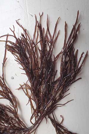 Ceramium spec1 ? \ Horntang / Weed, NL Nieuw-Haamstede 10.8.2015
