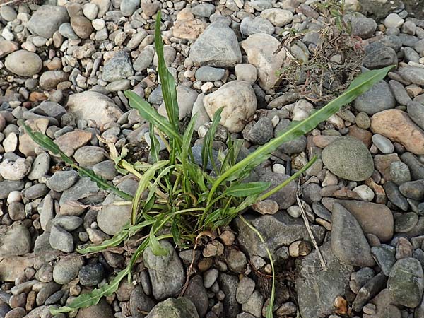 Rumex triangulivalvis \ Weidenblatt-Ampfer / Willow-Leaved Dock, NL Zuid-Limburg, Meers 28.9.2017