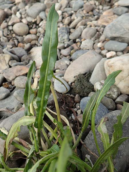 Rumex triangulivalvis \ Weidenblatt-Ampfer / Willow-Leaved Dock, NL Zuid-Limburg, Meers 28.9.2017
