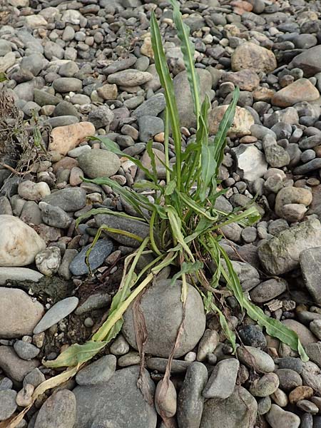 Rumex triangulivalvis \ Weidenblatt-Ampfer / Willow-Leaved Dock, NL Zuid-Limburg, Meers 28.9.2017