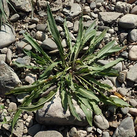 Rumex maritimus \ Ufer-Ampfer / Golden Dock, NL Zuid-Limburg, Meers 6.10.2018