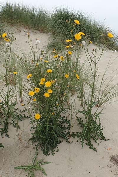 Sonchus arvensis var. maritimus \ Strand-Gnsedistel, NL Neeltje Jans 10.8.2015