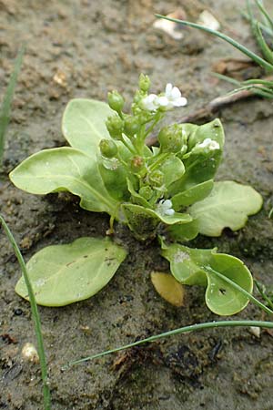 Samolus valerandi \ Salzbunge / Brookweed, NL St. Philipsland 14.8.2015