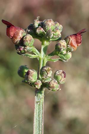 Scrophularia auriculata \ Wasser-Braunwurz / Water Figwort, NL Zuid-Limburg, Meers 6.10.2018