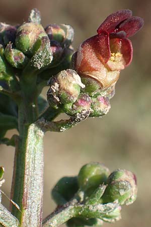 Scrophularia auriculata \ Wasser-Braunwurz / Water Figwort, NL Zuid-Limburg, Meers 6.10.2018