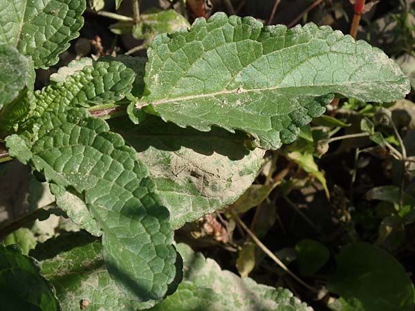Scrophularia auriculata \ Wasser-Braunwurz / Water Figwort, NL Zuid-Limburg, Meers 6.10.2018