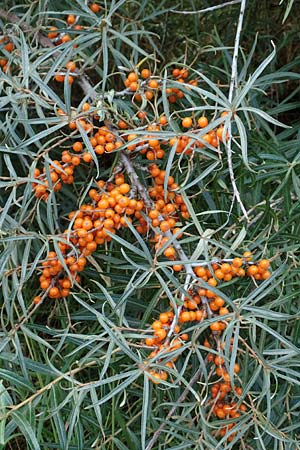 Hippophae rhamnoides \ Sanddorn / Sea Buckthorn, NL St. Philipsland 14.8.2015