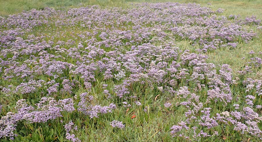 Limonium vulgare \ Strandflieder / Common Sea Lavender, NL Cadzand-Bad 11.8.2015
