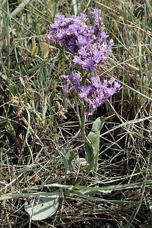 Limonium vulgare \ Strandflieder / Common Sea Lavender, NL Colijnsplaat 13.8.2015