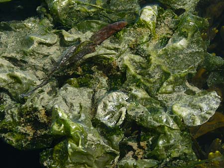 Ulva lactuca \ Meer-Salat, Meer-Lattich / Sea Lettuce, NL Zieriksee 9.8.2015