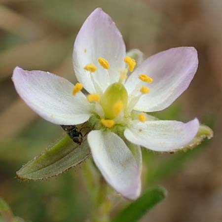 Spergularia media \ Flgelsamige Schuppenmiere / Greater Sea Spurrey, NL Cadzand-Bad 11.8.2015