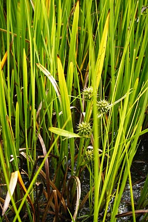 Sparganium erectum s.l. \ &Auml;stiger Igelkolben / Branched Bur-Reed, NL Renesse 9.8.2015