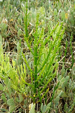Salicornia procumbens \ Langstiger Queller, Sandwatt-Queller /  Glasswort, NL Cadzand-Bad 11.8.2015