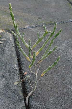 Salicornia procumbens \ Langstiger Queller, Sandwatt-Queller /  Glasswort, NL Zierikzee 8.8.2015