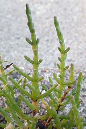 Salicornia procumbens \ Langstiger Queller, Sandwatt-Queller /  Glasswort, NL Grevelingendam 10.8.2015