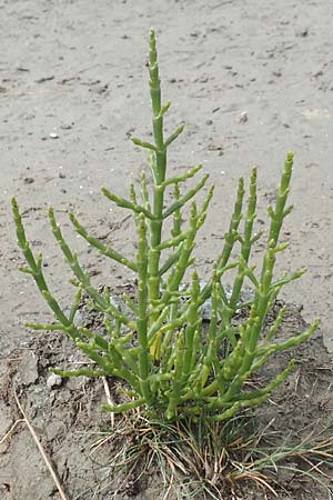 Salicornia procumbens \ Langstiger Queller, Sandwatt-Queller /  Glasswort, NL Cadzand-Bad 11.8.2015