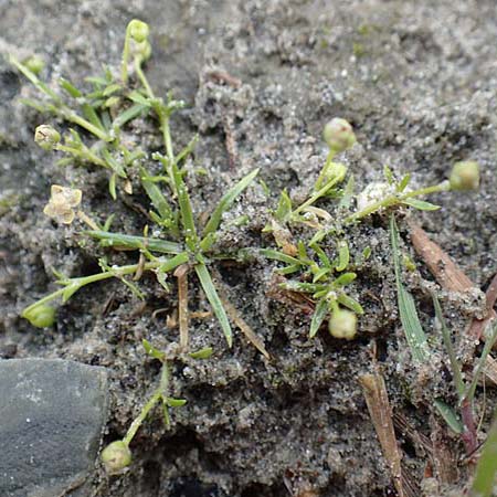 Sagina procumbens \ Niederliegendes Mastkraut / Procumbent Pearlwort, NL St. Philipsland 14.8.2015