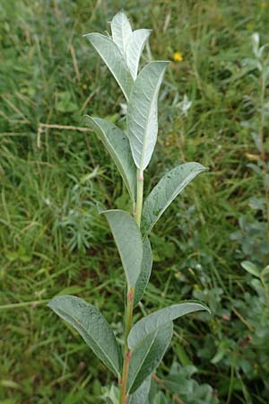 Salix repens \ Kriech-Weide / Creeping Willow, NL St. Philipsland 14.8.2015