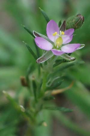 Spergularia rubra \ Rote Schuppenmiere, Roter Sprkling / Sea Spurrey, NL Nijmegen 29.7.2023