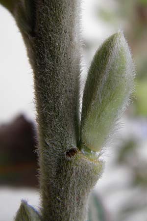 Salix triandra ? \ Mandel-Weide / Almond Willow, NL Nieuw-Haamstede 9.8.2015