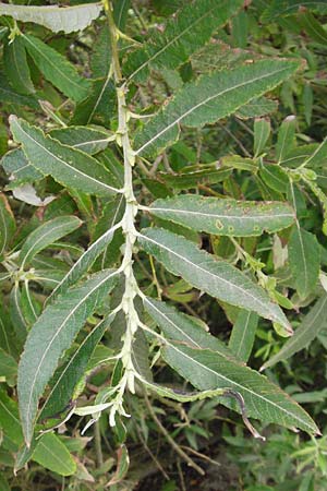 Salix triandra ? \ Mandel-Weide / Almond Willow, NL Nieuw-Haamstede 9.8.2015