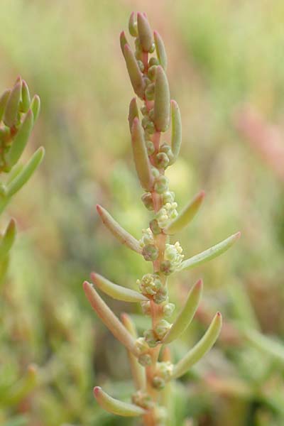 Suaeda maritima \ Salz-Sode / Annual Sea Blite, NL Zierikzee 12.8.2015