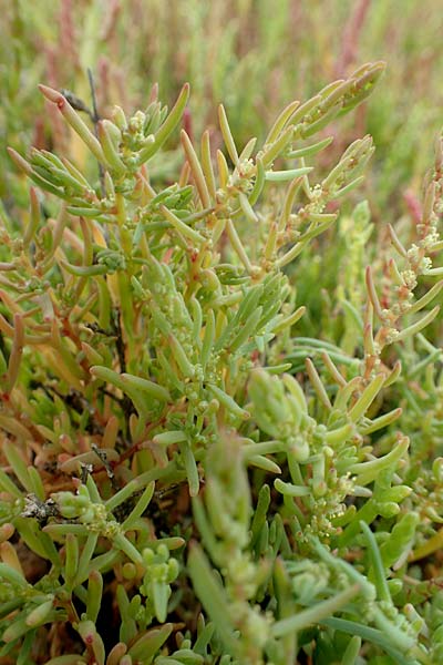 Suaeda maritima \ Salz-Sode / Annual Sea Blite, NL Zierikzee 12.8.2015