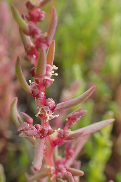 Suaeda maritima \ Salz-Sode / Annual Sea Blite, NL Zierikzee 12.8.2015