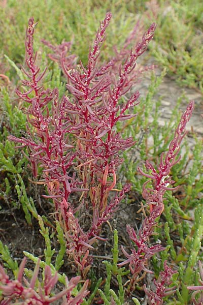 Suaeda maritima \ Salz-Sode / Annual Sea Blite, NL Zierikzee 12.8.2015