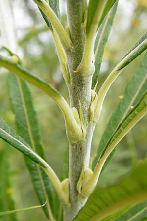 Salix viminalis \ Korb-Weide / Common Osier, NL Cadzand-Bad 11.8.2015