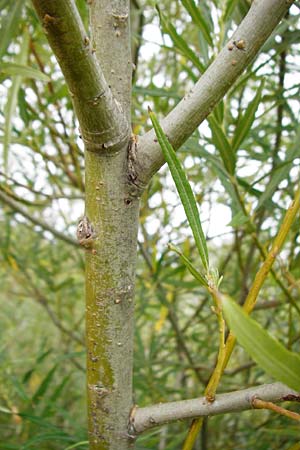 Salix viminalis \ Korb-Weide / Common Osier, NL Cadzand-Bad 11.8.2015