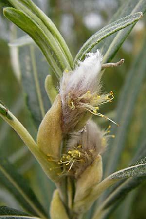 Salix viminalis \ Korb-Weide / Common Osier, NL Cadzand-Bad 11.8.2015