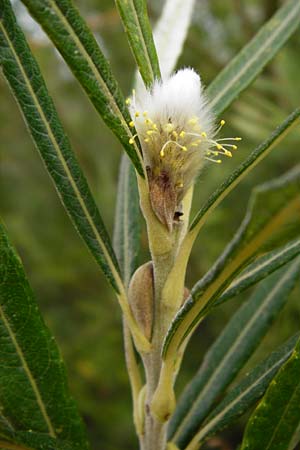 Salix viminalis \ Korb-Weide / Common Osier, NL Cadzand-Bad 11.8.2015