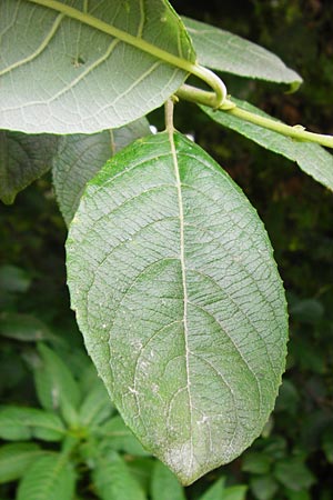 Salix aurita x caprea ? \ Weiden-Hybride / Hybrid Willow, NL Cadzand-Bad 11.8.2015