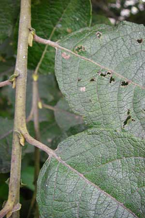 Salix aurita x caprea ? \ Weiden-Hybride / Hybrid Willow, NL Cadzand-Bad 11.8.2015