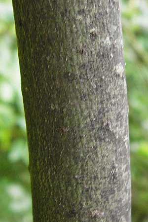 Salix aurita x caprea ? \ Weiden-Hybride / Hybrid Willow, NL Cadzand-Bad 11.8.2015