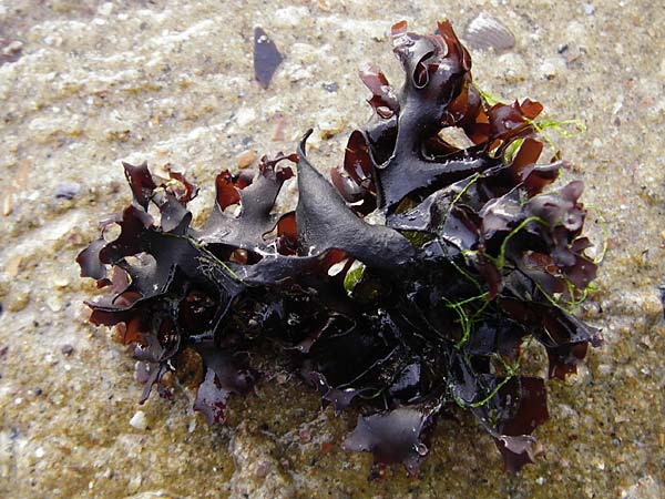 Palmaria palmata \ Lappen-Tang / Dulse, Dillisk, NL Nieuw-Haamstede 9.8.2015