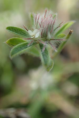 Trifolium arvense \ Hasen-Klee / Hare's-Foot Clover, NL St. Philipsland 14.8.2015
