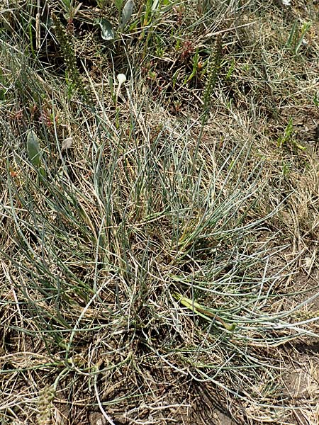 Triglochin maritimum \ Strand-Dreizack / Arrowgrass, NL Colijnsplaat 13.8.2015