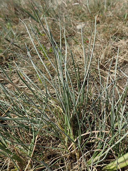 Triglochin maritimum \ Strand-Dreizack / Arrowgrass, NL Colijnsplaat 13.8.2015