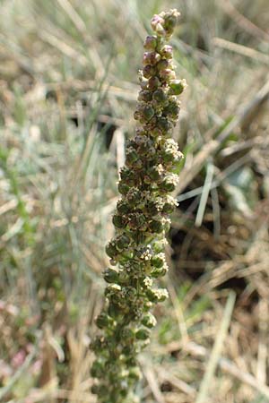 Triglochin maritimum \ Strand-Dreizack / Arrowgrass, NL Colijnsplaat 13.8.2015
