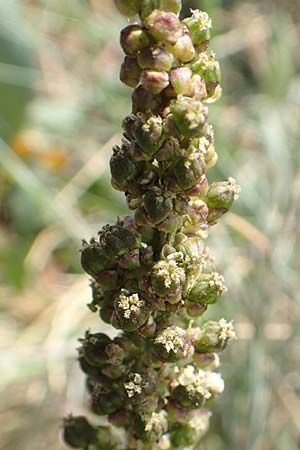 Triglochin maritimum \ Strand-Dreizack / Arrowgrass, NL Colijnsplaat 13.8.2015