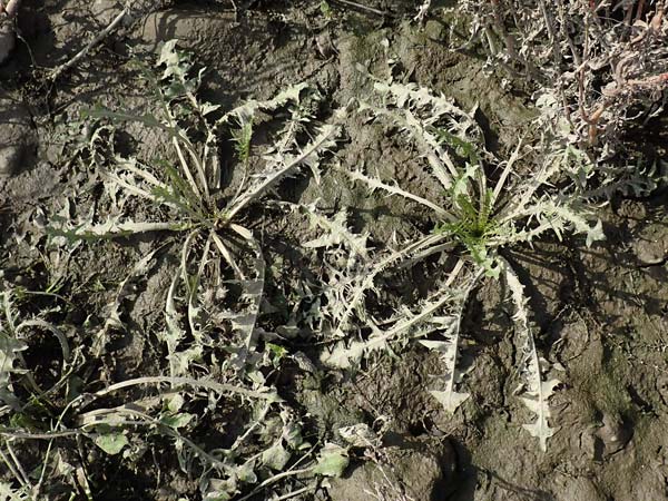 Taraxacum specE ? \ Lwenzahn, NL Zuid-Limburg, Meers 28.9.2017